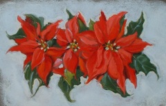 Poinsettia