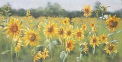 Sunflower Meadow. 72