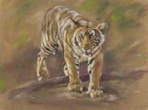 Tiger Tiger