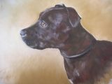 Molly, pastel