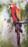 Macaw , Guatemala .