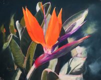 Strelitzia-scaled
