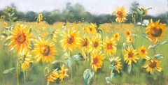 Sunflower Meadow