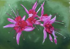 Fuchsia Fireworks